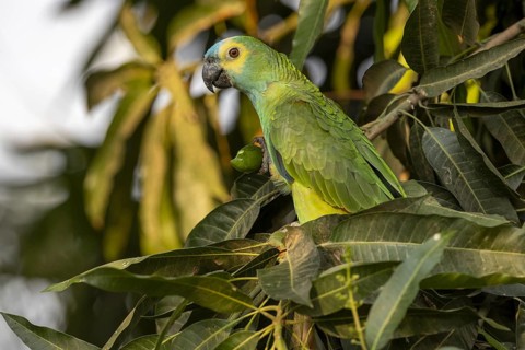 Blue-fronted Amazon (Amazona aestiva), with fruit, Pantanal, Brazil, South America