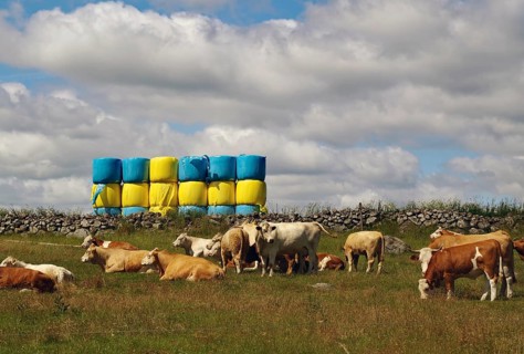 Grazing cows in a meadow in front of stacked fodder and a cloudy sky, fodder bale in the shape of