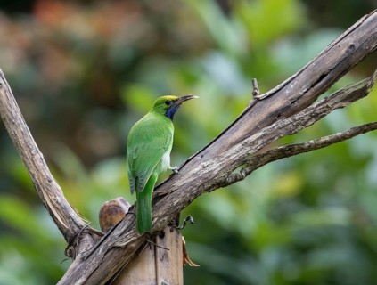 Golden-fronted Leafbird (Chloropsis aurifrons), Kaeng Krachan National Park, Thailand, Asia