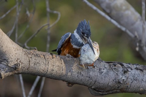 Red-breasted Kingfisher (Megaceryle torquata), on branch, eating fish, Rio Claro, Pantanal, Brazil,