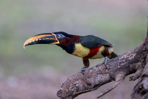 Brown-eared Aracari (Pteroglossus castanotis), on branch, Pantanal, Brazil, South America