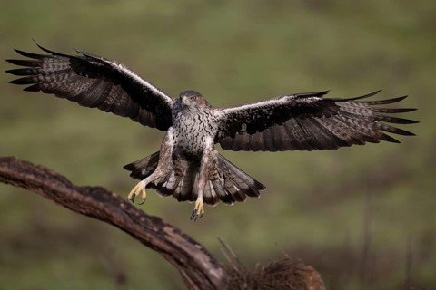 Bonelli's eagle (Aquila fasciata), approaching a branch, Sierra Morena, Andalusia, Spain, Europe