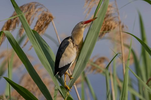 Little Bittern (Botaurus minutus, on top of a reed, Lake Kerkini, Greece, Europe