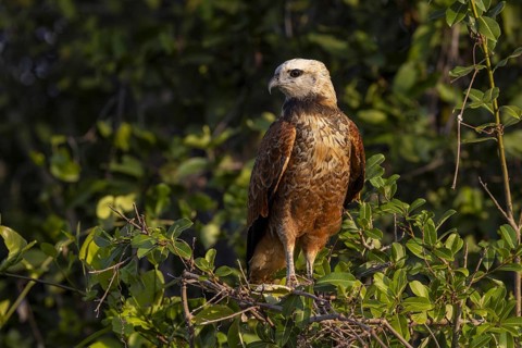 Fish hawk (Busarellus nigricollis), portrait, Pantanal, Brazil, South America
