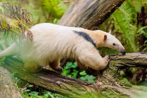 A southern tamandua (Tamandua tetradactyla), walks on a branch of a tree in a forest