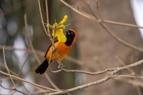 Orange-backed Oriole (Icterus croconotus), on yellow flower, Pantanal, Brazil, South America
