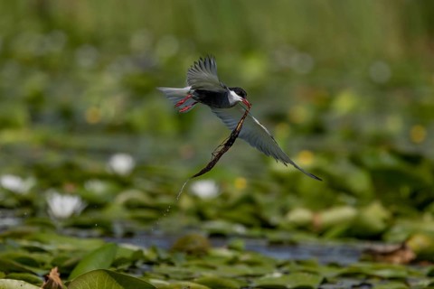 White-bearded Tern (Chlidonias hybrida), flying with nesting material, Danube Delta, Romania,