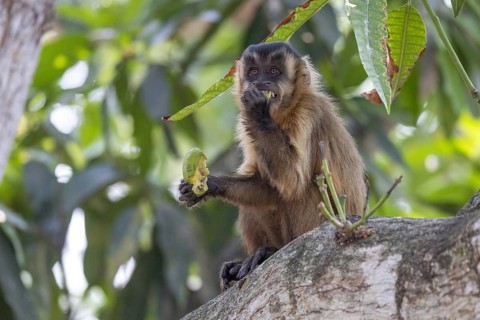 Crested capuchin monkey (Sapajus apella) or hooded capuchin, feeding in a tree, Pantanal, Brazil,