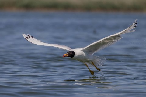 Herring gull (Ichthyaetus ichthyaetus), taking off from the water, Danube Delta, Romania, Europe