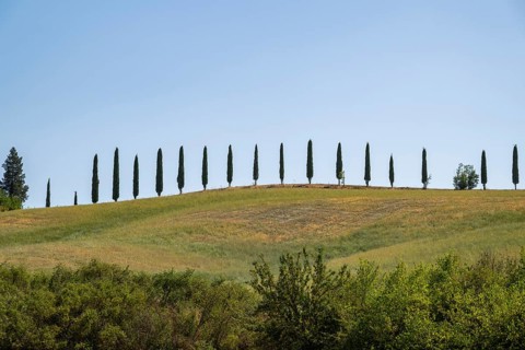 Cypress trees standing on top of a hill, Unesco world heritage site Crete Senesi, Italy, Europe