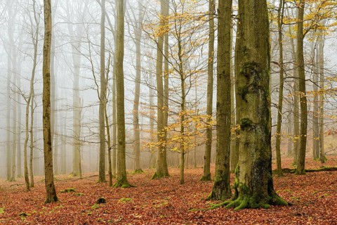 Beech forest, beech trees (fagus) with last yellow leaves in autumn, bare trees and fog,