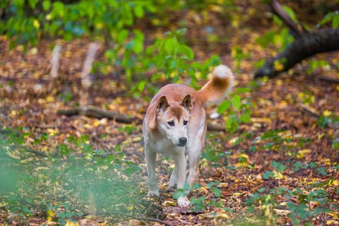 One New Guinea singing dog or New Guinea Highland dog (Canis hallstromi) (Canis dingo hallstromi,