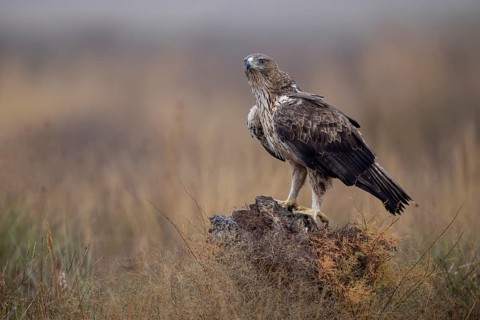 Bonelli's eagle (Aquila fasciata), on tree stump, La Mancha, Spain, Europe
