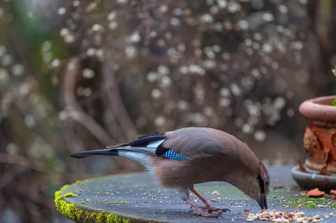 Eurasian jay (Garrulus glandarius) fetching nuts from the patio table, Bavaria, Germany, Europe