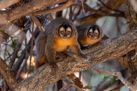 Azaras night monkey (Aotus azarae), 2 specimens, in a tree, Pantanal, Brazil, South America