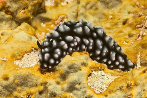 Pustular warty snail (Phyllidiella pustulosa) Warty snail crawls over small polyped stony coral