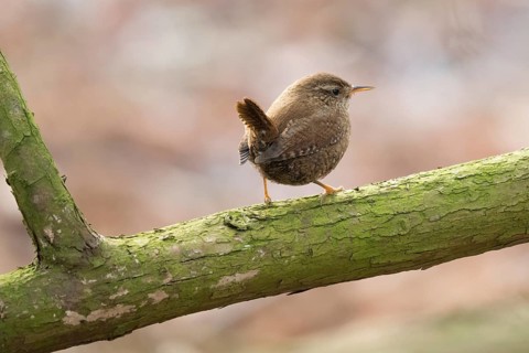 A wren (Troglodytes troglodytes) sitting on a green branch in a natural environment, Hesse,