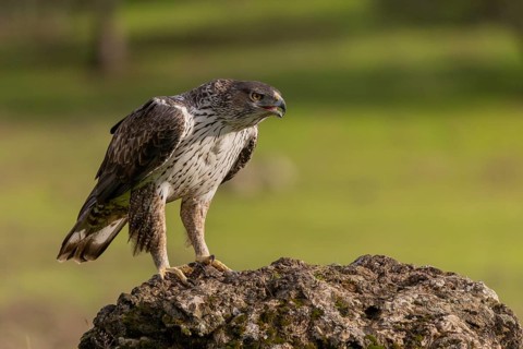 Bonelli's eagle (Aquila fasciata), on stone, Sierra Morena, Andalusia, Spain, Europe