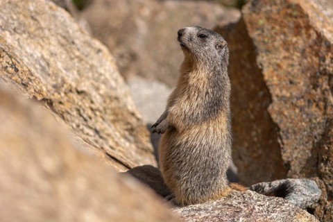 An alpine marmot (Marmota marmota) stands on a rock. The animal is brown and grey. Aosta, Gran
