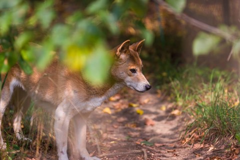 One New Guinea singing dog or New Guinea Highland dog (Canis hallstromi) (Canis dingo hallstromi,