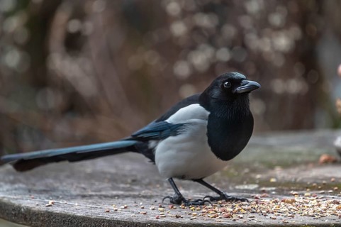 Magpie (Pica pica) fetching food from a patio table, Bavaria, Germany, Europe