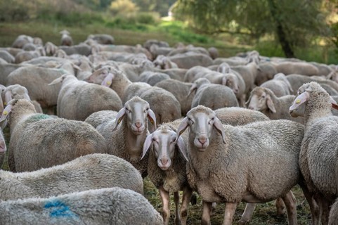 A herd of Merinoland sheep in the pasture, Thuisbrunn, Upper Franconia, Bavaria, Germany, Europe