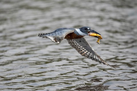 Red-breasted Kingfisher (Megaceryle torquata), flying with caught fish, Rio Claro, Pantanal,