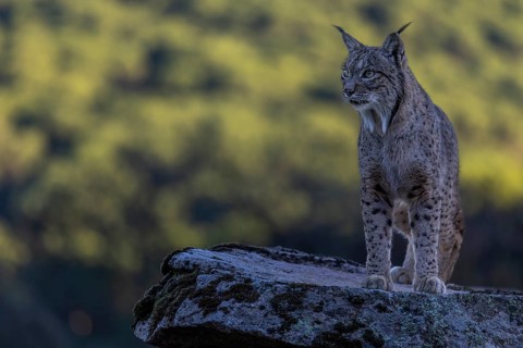 Lynx pardinus, male, standing on stone, background far away, Sierra de Andujar, Andalusia, Spain,