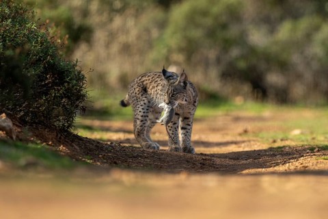 Lynx pardinus, young male, with rat in mouth, prey, La Mancha, Spain, Europe