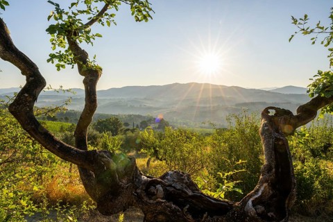 Tuscan landscape at sunrise, country estate with vineyards, forests, olive trees and cypresses in
