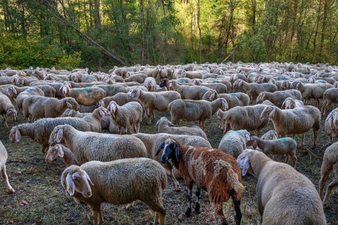 A herd of Merinoland sheep in a fenced pasture, Thuisbrunn, Upper Franconia, Bavaria, Germany,