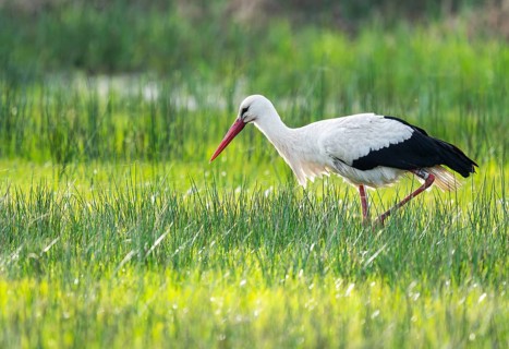 White stork (Ciconia ciconia) foraging in a meadow, spider threads on the grass, Lower Saxony,
