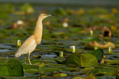 Squacco heron (Ardeola ralloides), on water lily pads, Danube Delta, Romania, Europe