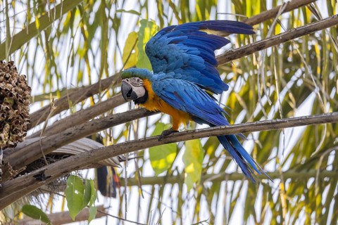 Yellow-breasted Macaw (Ara ararauna), on palm tree, Pantanal, Brazil, South America
