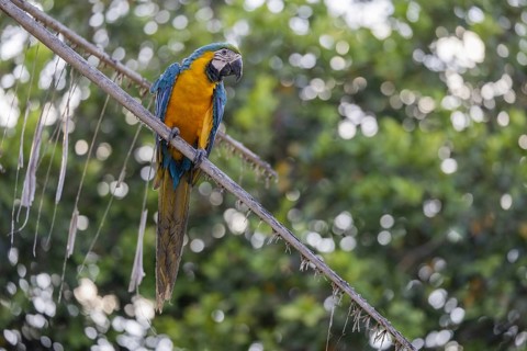 Yellow-breasted Macaw (Ara ararauna), on palm tree, Pantanal, Brazil, South America