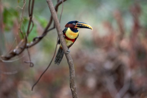 Brown-eared Aracari (Pteroglossus castanotis), on branch, Pantanal, Brazil, South America