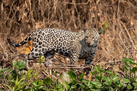 Jaguar (Panthera onca) on a steep bank, Pantanal, Brazil, South America