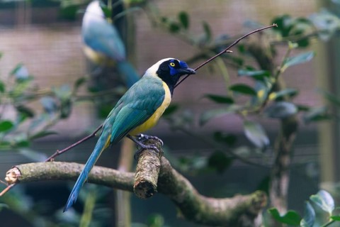 Green Jay (Cyanocorax yncas), adult bird, with nest material in bill, native North America,
