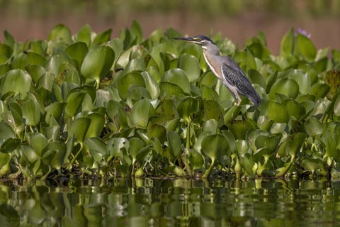 Mangrove heron (Butorides striata), on aquatic plants, Pantanal, Brazil, South America