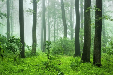 Near-natural deciduous forest of beech, oak and hornbeam with fog in spring, near Freyburg,