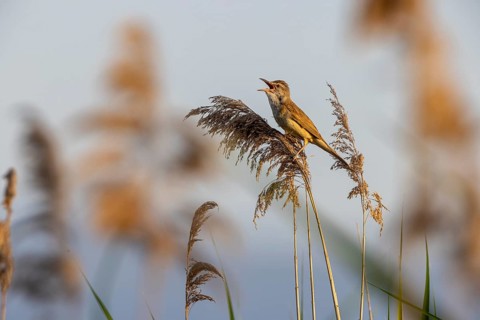 Great Reed Warbler (Acrocephalus arundinaceus), singing on a reed, Lake Kerkini, Greece, Europe