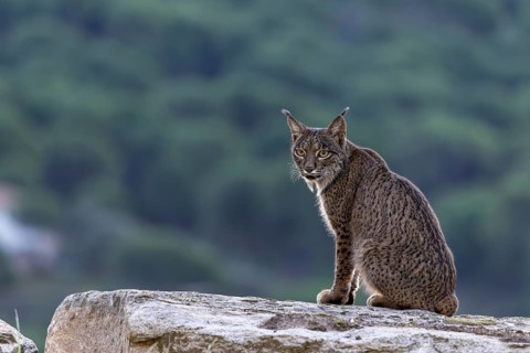 Lynx pardinus, male, sitting on stone, background far away, Sierra de Andujar, Andalusia, Spain,
