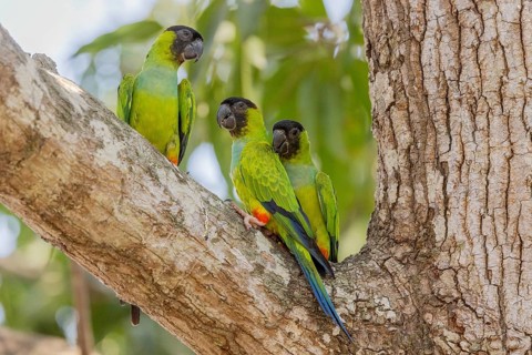 Nanday parakeet (Aratinga nenday), 3 birds on tree, Pantanal, Brazil, South America