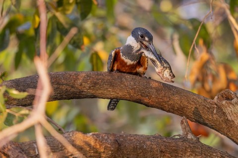 Red-breasted Kingfisher (Megaceryle torquata), on branch, eating piranha, Rio Claro, Pantanal,
