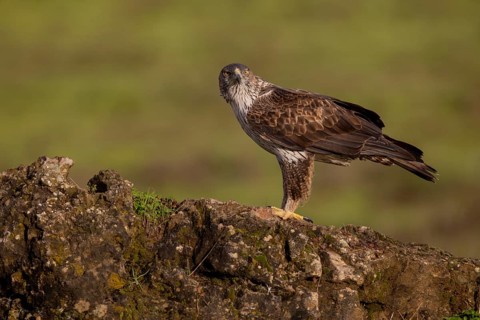 Bonelli's eagle (Aquila fasciata), on stone, Sierra Morena, Andalusia, Spain, Europe