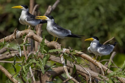 Large-billed Tern (Phaetusa simplex), 3 birds, on branch, Pantanal, Brazil, South America