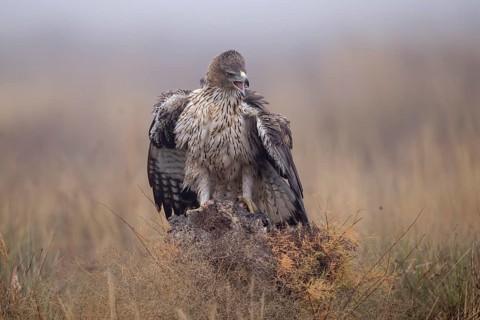 Bonelli's eagle (Aquila fasciata), mantling on tree stump, La Mancha, Spain, Europe