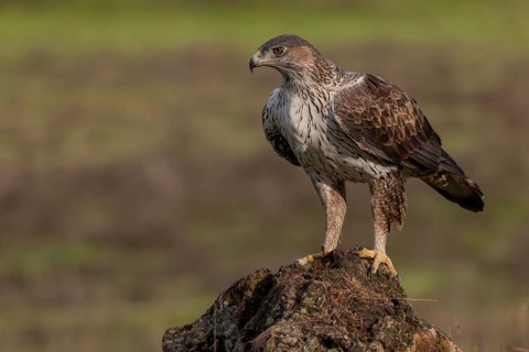 Bonelli's eagle (Aquila fasciata), on stone, Sierra Morena, Andalusia, Spain, Europe