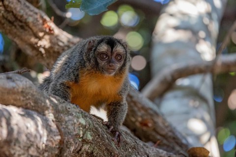 Azaras night monkey (Aotus azarae), in a tree, Pantanal, Brazil, South America