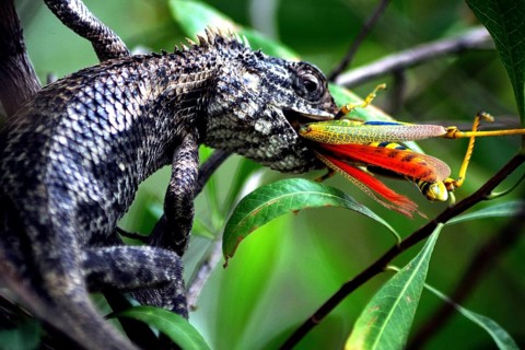 Chameleon eating grasshopper, Jodhpur, Rajasthan, India, Asia